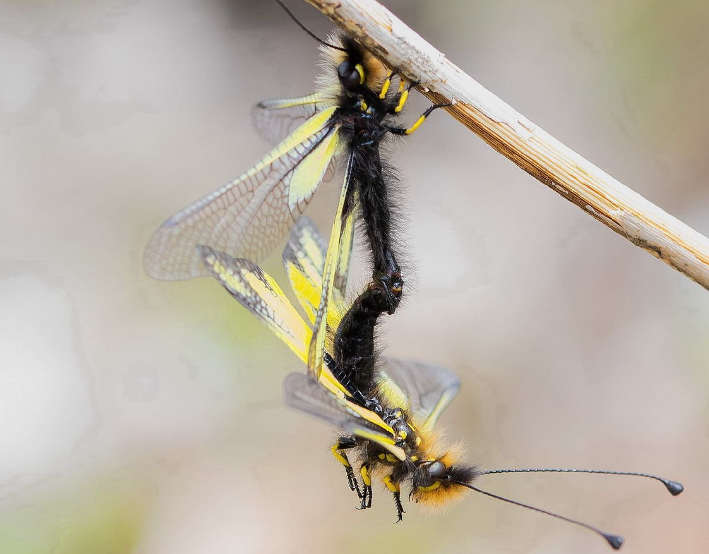 Ascalaphidae - Libelloides coccajus